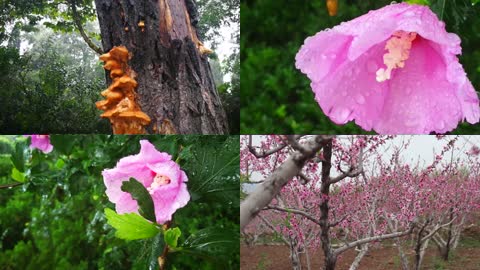 植物花朵桃花蘑菇实拍视频