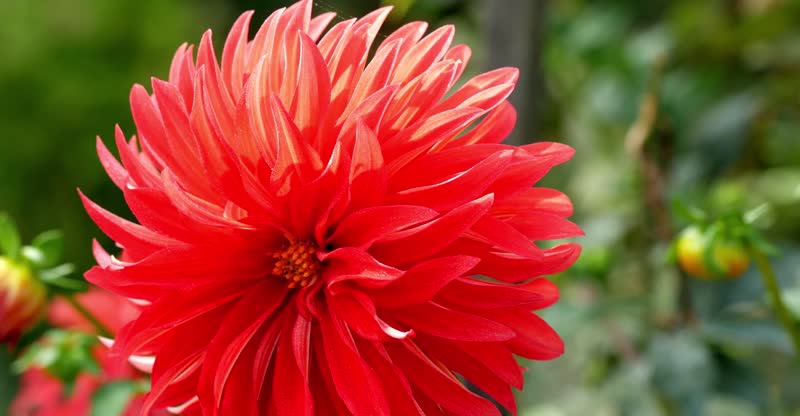 4K春暖花开唯美浪漫大自然美丽花朵