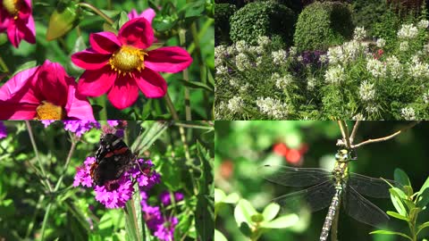4K大自然花和昆虫世界