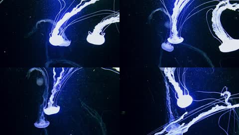 闪耀蓝色发光水母水中浮游舞台