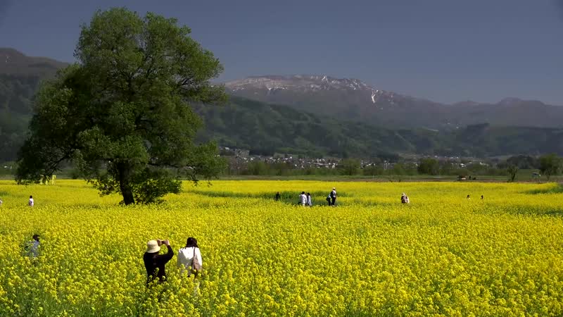 4K春暖花开油菜花田