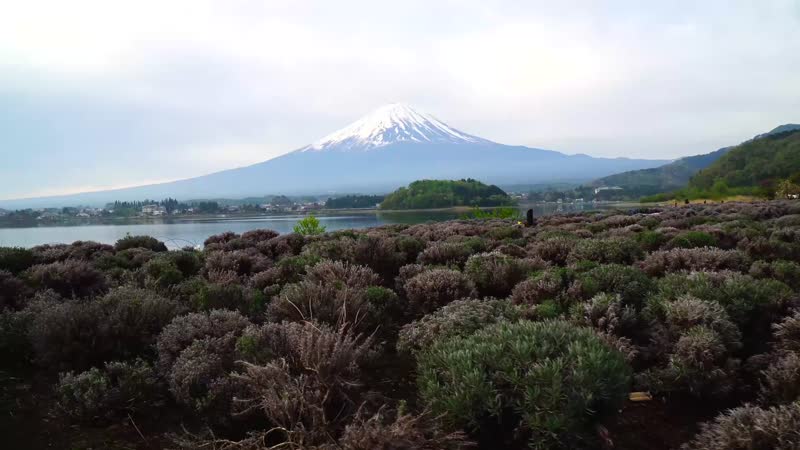 富士山下的风光