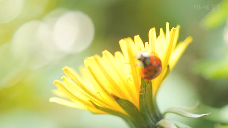 3K唯美清新自然绿叶蒲公英