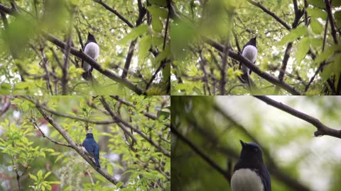 4K春天枝头小鸟