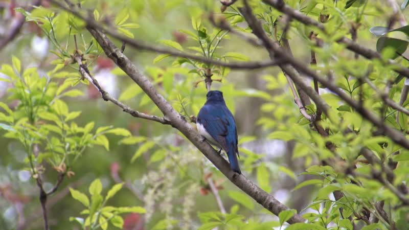 4K春天枝头小鸟
