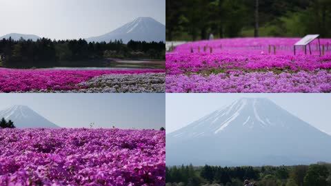 富士山下的花海公园