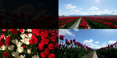 4K春暖花开郁金香节美景