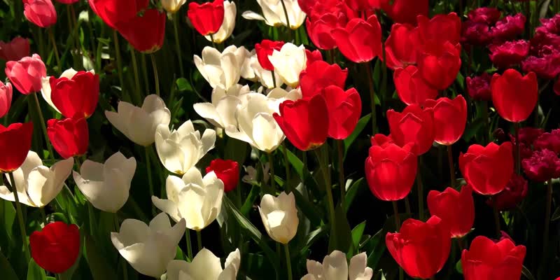 4K春暖花开郁金香节美景