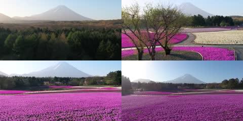 4K富士山下本栖度假酒店粉色苔藓节