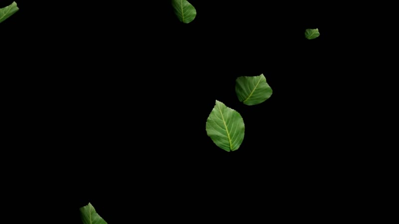 树叶飘落黑幕抠像