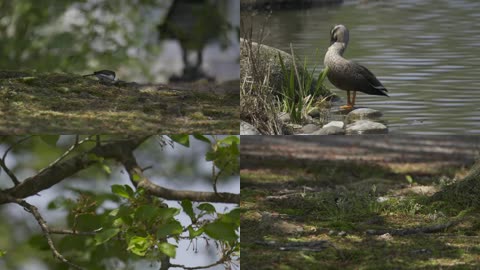 4K户外公园池塘野鸭小鸟
