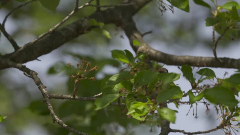 4K户外公园池塘野鸭小鸟