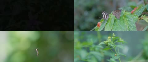 4K蝴蝶飞舞