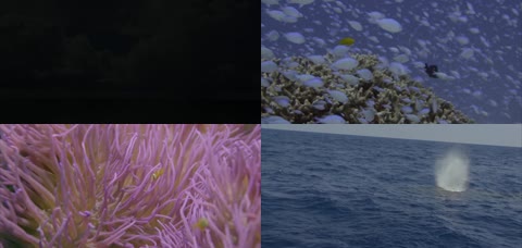 4K丰富多彩的海洋生物