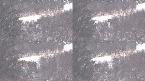 大雪中的驼鹿自然实拍