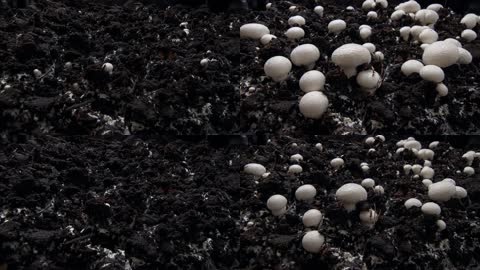 蘑菇菌菇破土生长视频素材