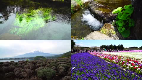 4K富士山下河口湖樱花祭美景