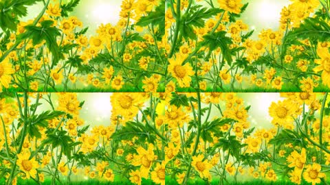 经典艳丽花朵绽放背景植物花朵循环拉开帷幕效果LED背景视频素材