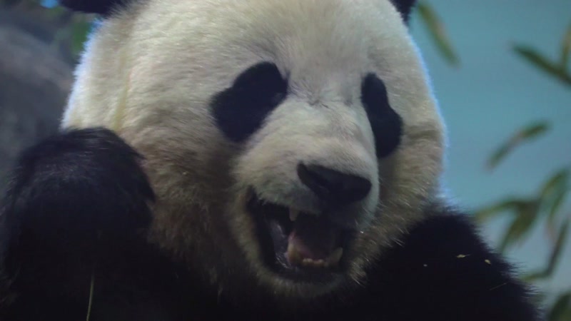 可爱熊猫吃竹子实拍