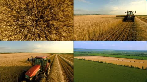麦地和收割小麦