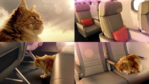 猫咪飞机