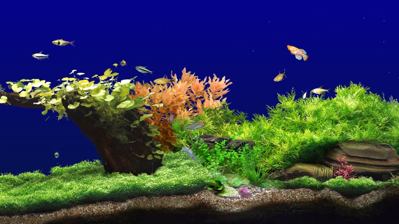 4K梦幻3D水族花园生态水族馆  4K梦幻3D水族花园生态水族馆