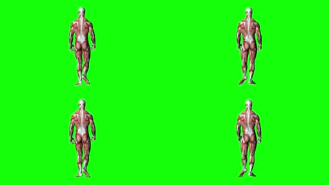 肌肉人体分布行走绿屏 