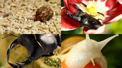 寄居蟹，锹甲虫，蜗牛，超清视频素材