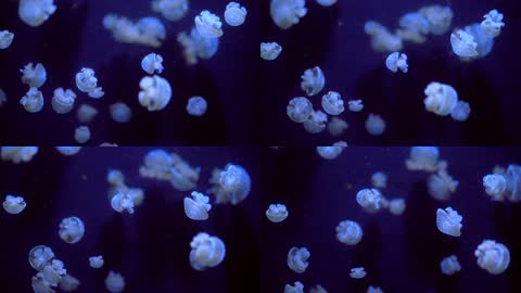 微距下一群水母游动实拍