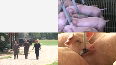 食品农场养猪场宣传片养殖业农业