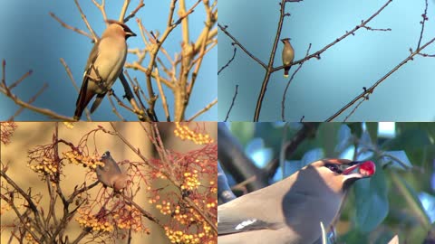 实景拍摄树枝上的喜鹊鸟类