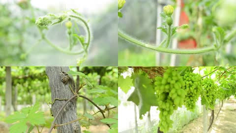 西瓜葡萄超清生态果园
