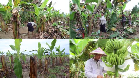 实拍缅甸人种香蕉高清视频素材