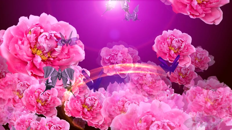 牡丹蝴蝶光线