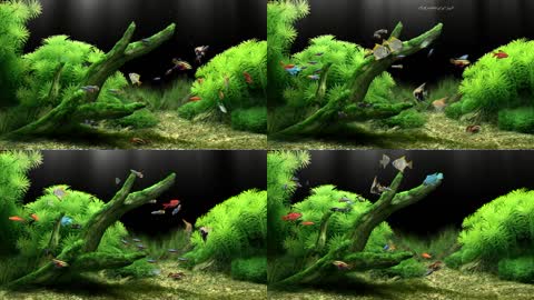 梦幻生态鱼缸水族馆鱼群游动