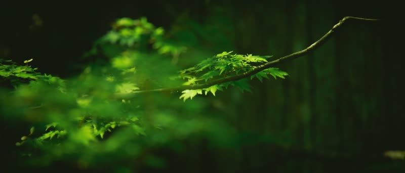 4K日本高野山真言宗佛教 4K日本高野山真言宗佛教