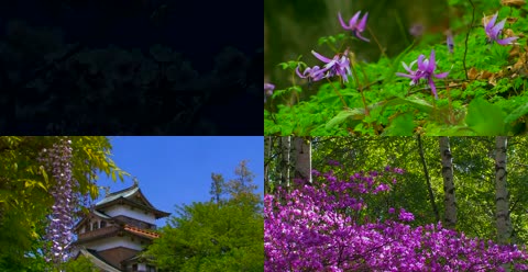 日本八岳春季花开鸟鸣春天美景