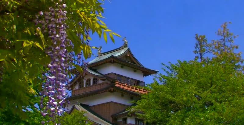 日本八岳春季花开鸟鸣春天美景