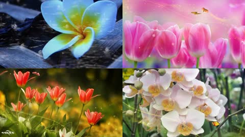 美丽的花朵抒情素材配古风音乐