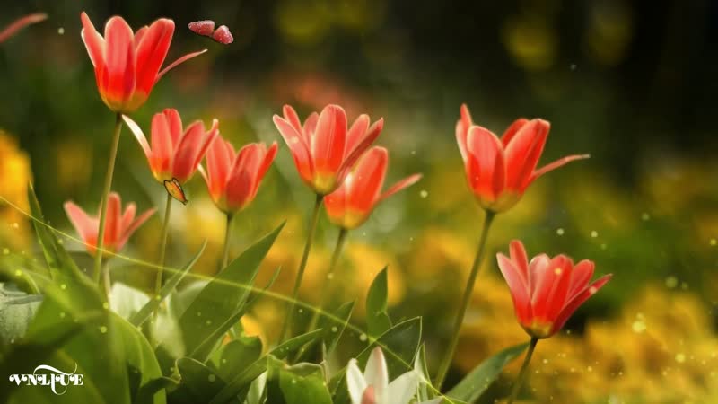 美丽的花朵抒情素材配古风音乐