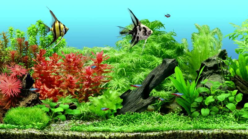 海族馆宣传片 海族馆宣传片