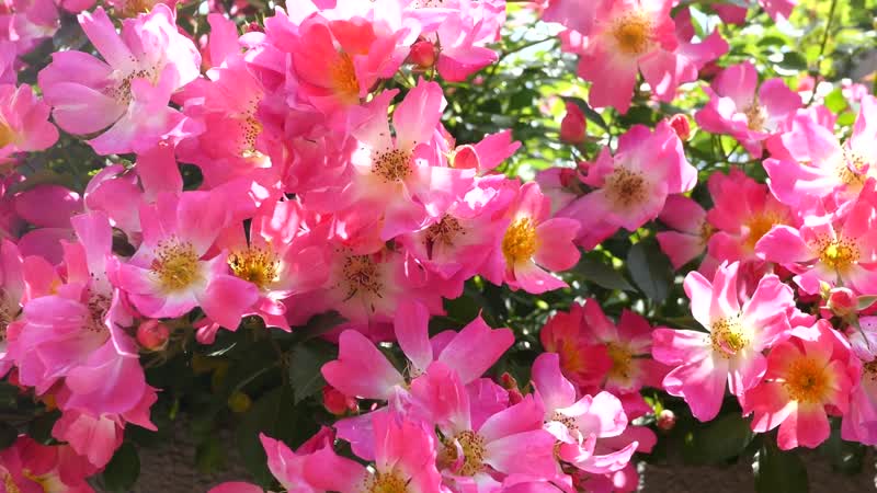 美艳花海花园花丛