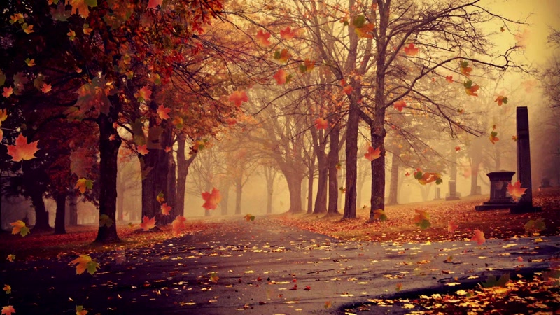 秋天林间落叶景色