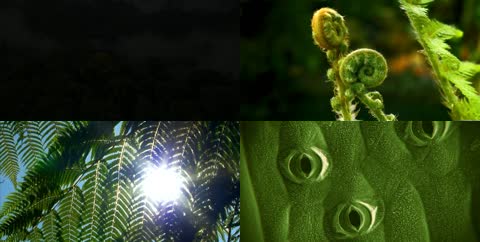 植物生长光合作用