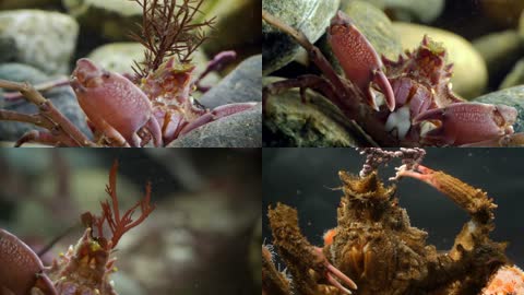 4K海底螃蟹生活进食特写