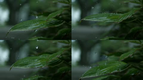 高清视频雨滴落在树叶慢动作延时