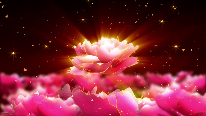 大红牡丹花开金色牡丹