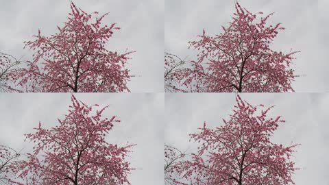 桃花树开花