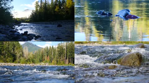 4k高清实拍自然森林山谷溪水水流画面