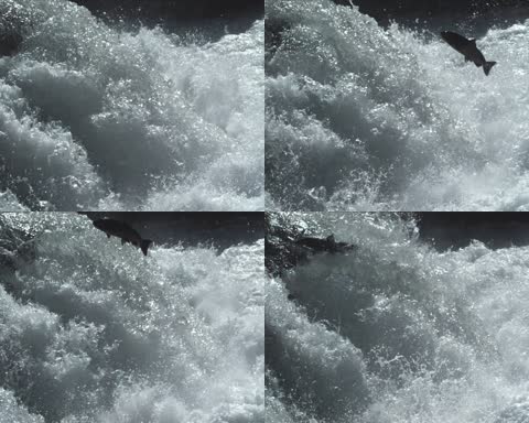 湍流的河水与飞鱼实拍